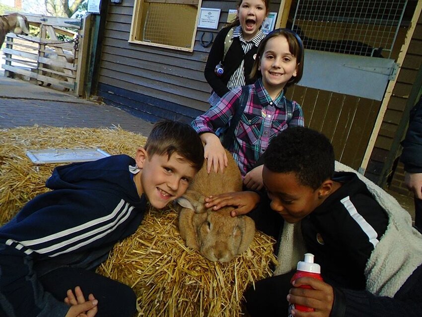 Image of Fairtrade and Farming for Y3 at the Rare Breeds Centre